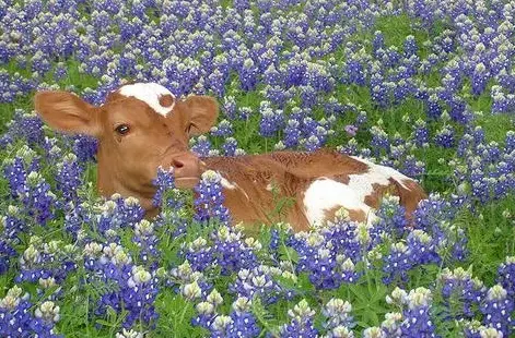 A seemingly happy cow, chilling on a field of flowers and grass