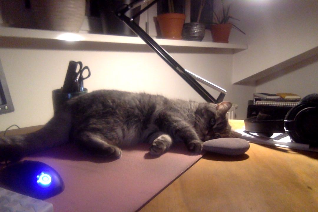 the R4 office cat relaxing while we write this blog post, just after new years